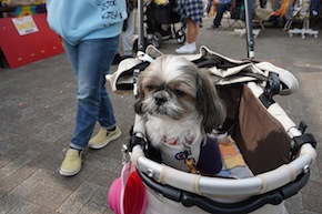 代々木公園わんわんカーニバル2016