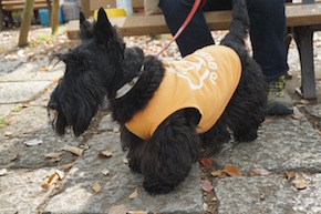 代々木公園わんわんカーニバル2016