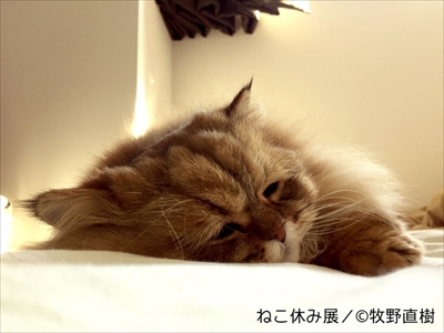 ねこ休み展