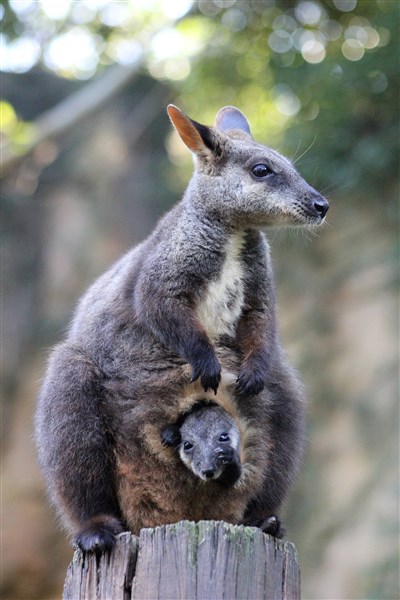 オグロイワワラビーの赤ちゃん誕生
