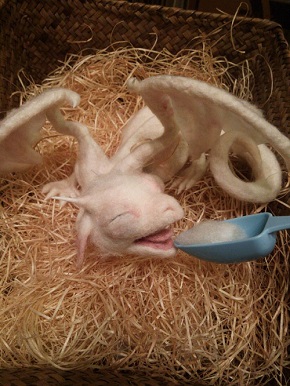 赤ちゃんドラゴン