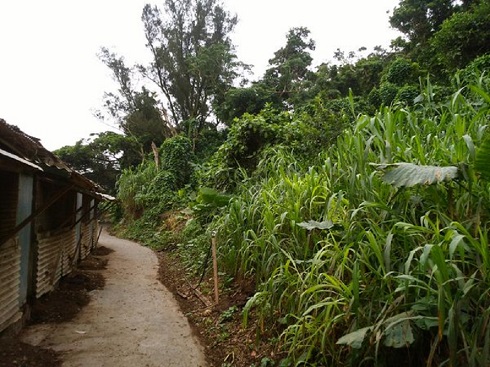 鶏舎に産み落とされた仔猫