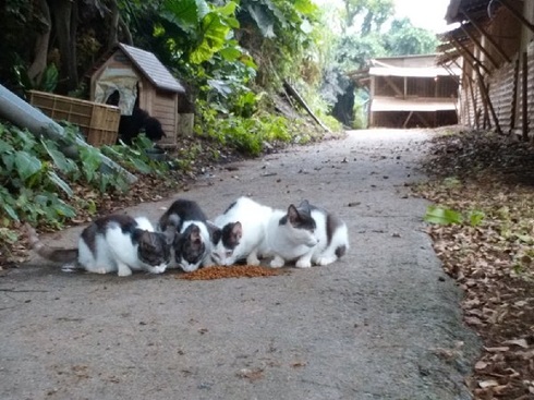 鶏舎に産み落とされた仔猫