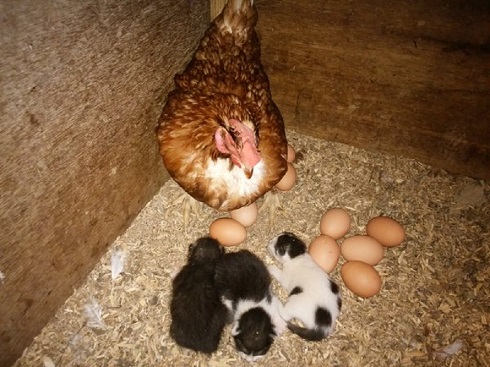 鶏舎に産み落とされた仔猫
