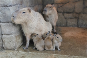 伊豆シャボテン公園　カピバラ