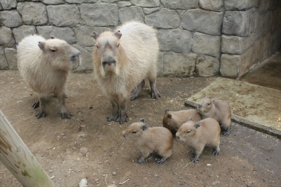 伊豆シャボテン公園　カピバラ