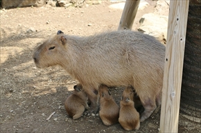 伊豆シャボテン公園　カピバラ