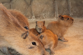 伊豆シャボテン公園　カピバラ