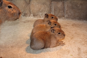 伊豆シャボテン公園　カピバラ