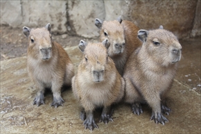 伊豆シャボテン公園　カピバラ