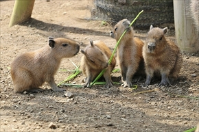 伊豆シャボテン公園　カピバラ