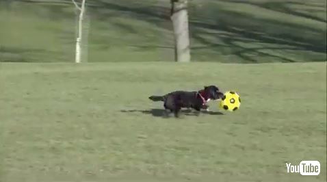 犬