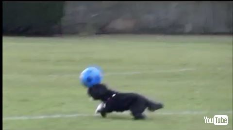 犬