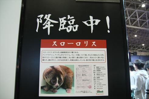 スローロリス パワースポット