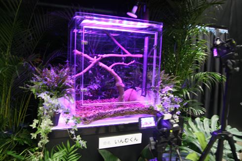 スローロリス パワースポット