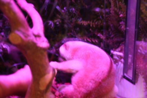 スローロリス パワースポット