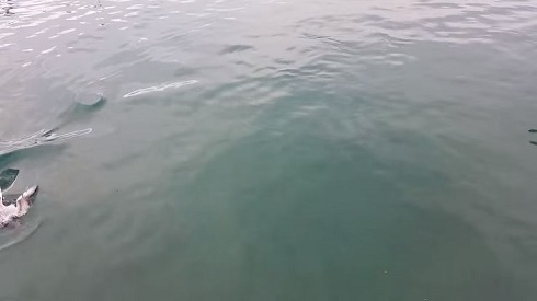 マグロVS.カモメ