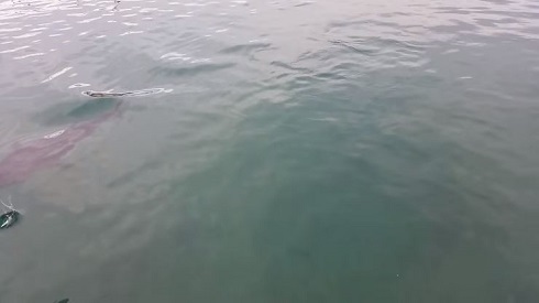 マグロVS.カモメ