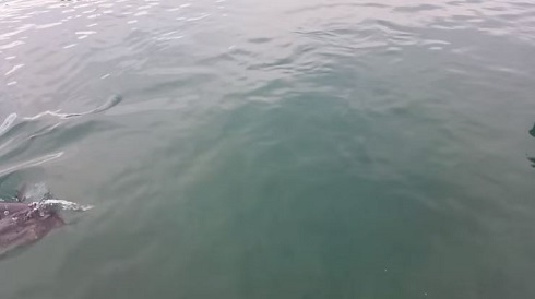 マグロVS.カモメ