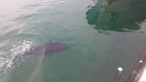 マグロVS.カモメ