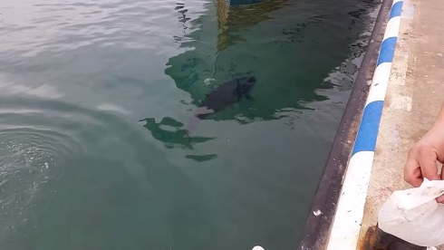 マグロVS.カモメ