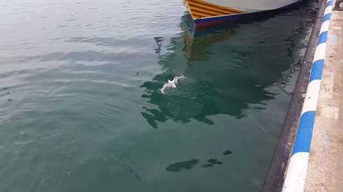 マグロVS.カモメ