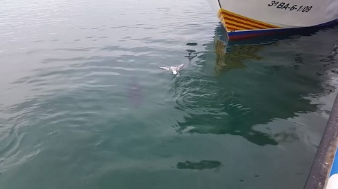 マグロVS.カモメ