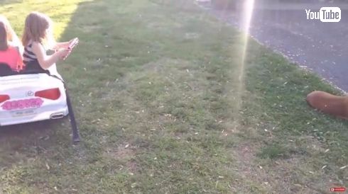 リアルポケモンスナップ