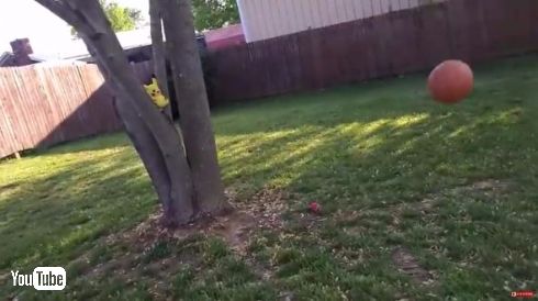 リアルポケモンスナップ