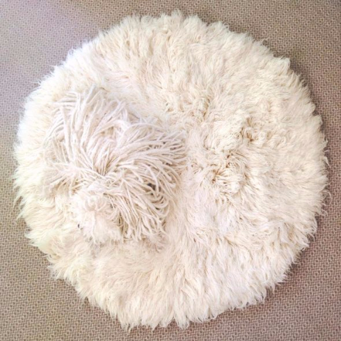 ザッカーバーグCEO犬