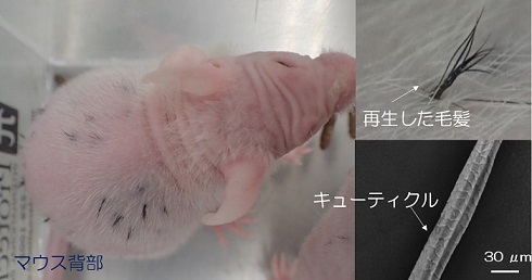 毛包移植実験成功