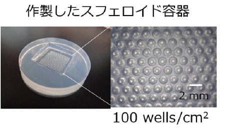 毛包移植実験成功