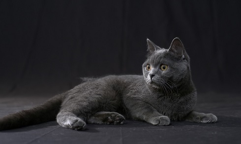 ねとらぼ生物部編集長