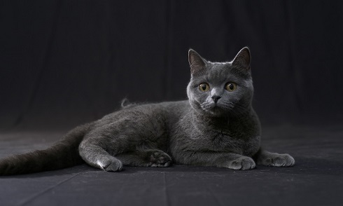 ねとらぼ生物部編集長