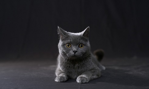 ねとらぼ生物部編集長