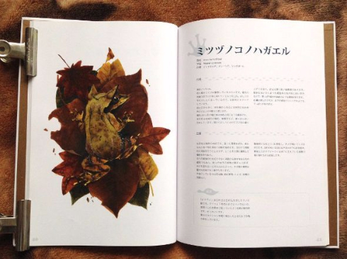 カエル図鑑