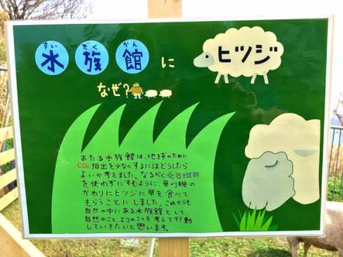 おたるのひつじ