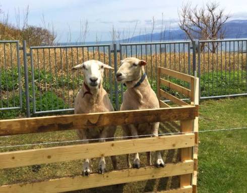 おたるのひつじ