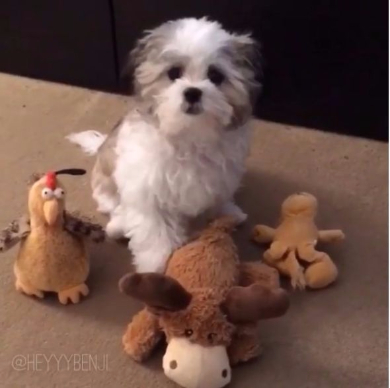 一番の親友を選ぶ犬