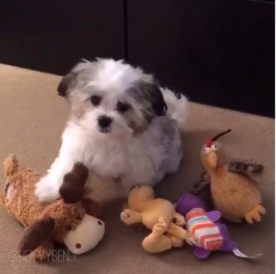 一番の親友を選ぶ犬