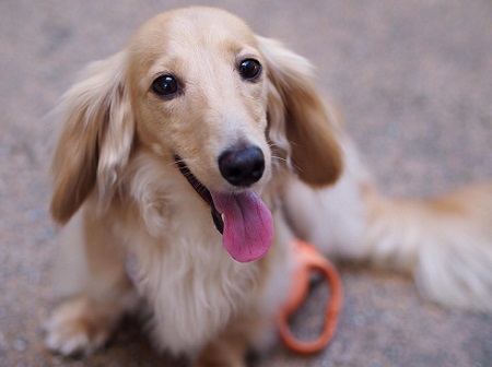 ねとらぼ生物部編集長