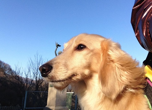 ねとらぼ生物部編集長