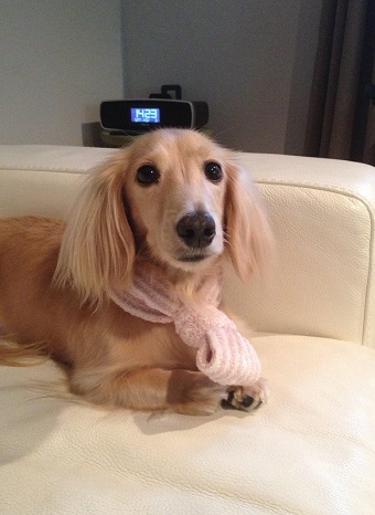 ねとらぼ生物部編集長