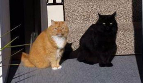 影のような黒猫