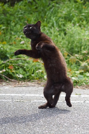 マヌケなポーズの黒猫