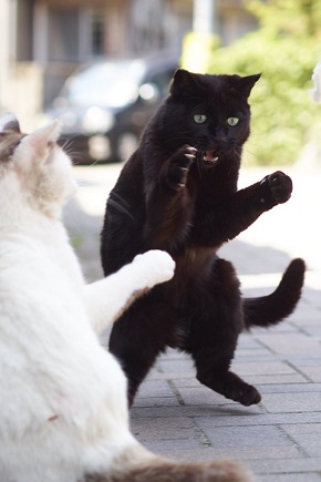 マヌケなポーズの黒猫