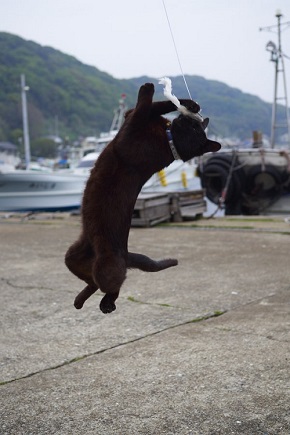 マヌケなポーズの黒猫