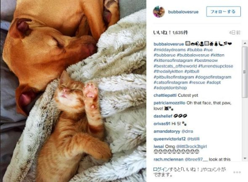 犬と子猫のほのぼの家族