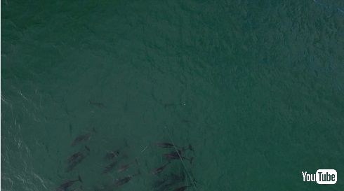 ドローンフィッシング