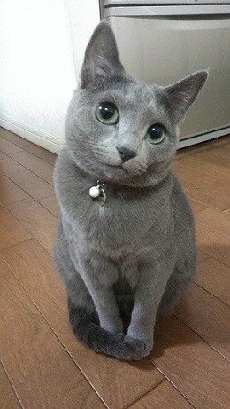 ねとらぼ生物部編集長